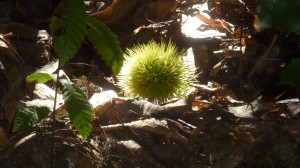 Bogue de châtaigne à cueillir dans les bois