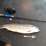 Truite saumonée pêchée en Béarn Pays-Basque 