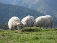 Brebis